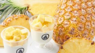 皓介パインベラミー